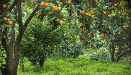 海歸博士回鄉(xiāng)創(chuàng)業(yè)種魏柑
