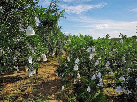 海歸博士回鄉(xiāng)創(chuàng)業(yè)種魏柑