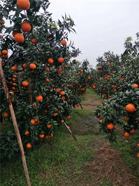 魏柑可能是這個季節(jié)最好吃的水果，90%的人都不知道